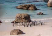 Cape of Good Hope and Boulders Penguins Day Tour from Cape Town