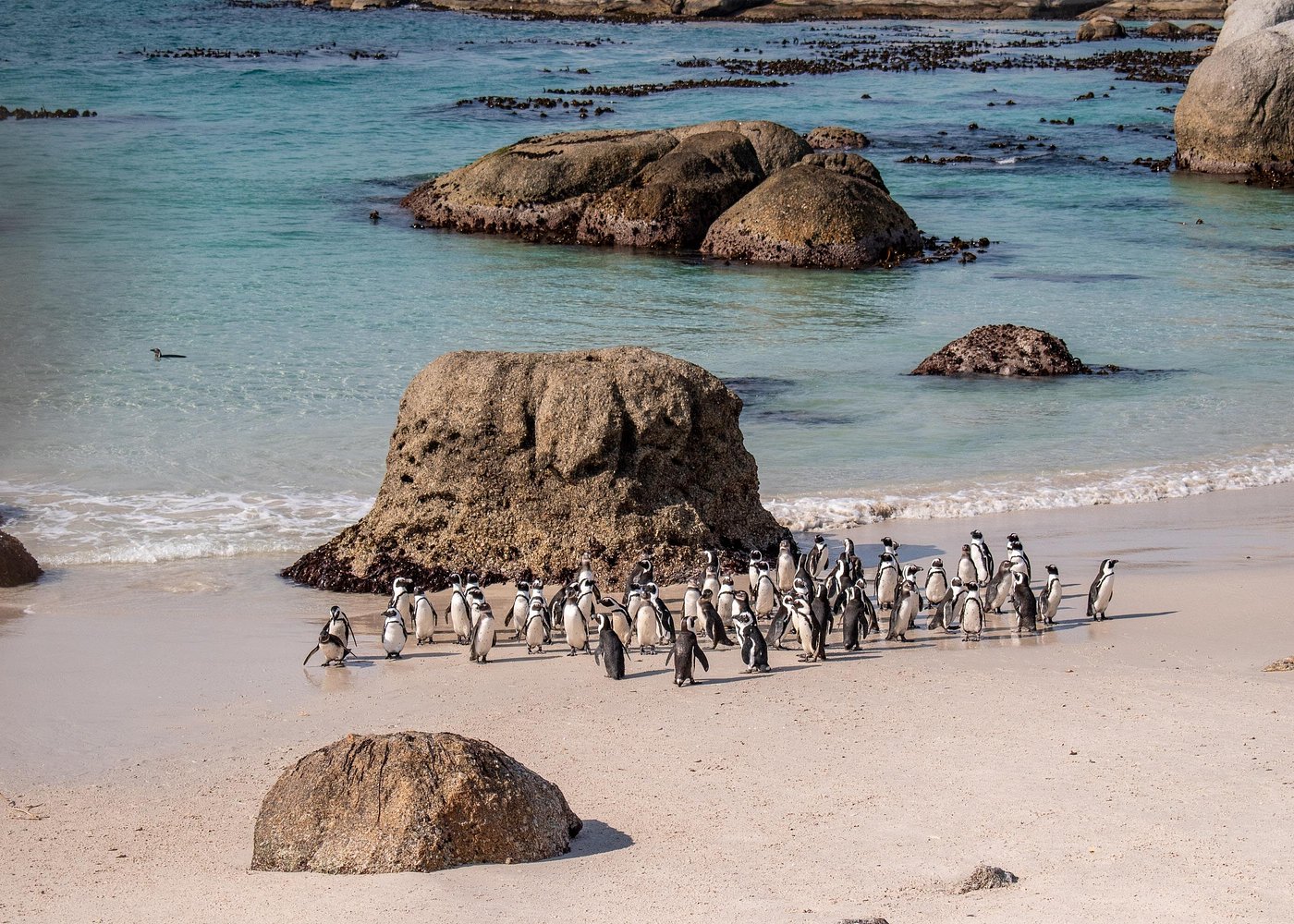 Cape of Good Hope and Boulders Penguins Day Tour from Cape Town